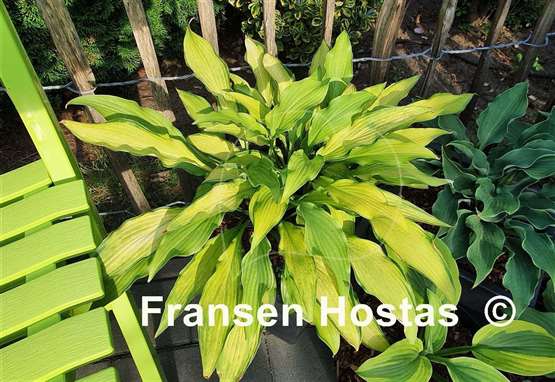 Hosta Pineapple Upsidedown Cake