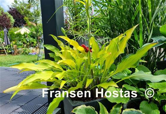 Hosta Pineapple Upsidedown Cake
