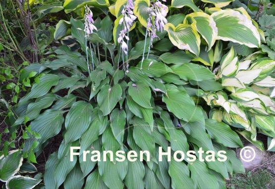 Hosta Pineapple Poll