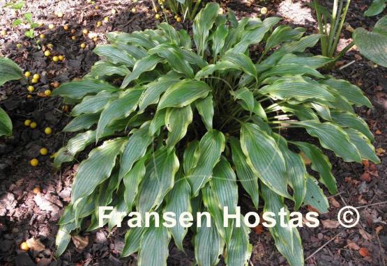 Hosta Pineapple Punch