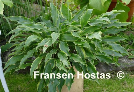 Hosta Pineapple Punch