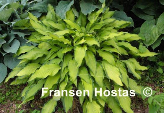 Hosta Pineapple Upsidedown Cake