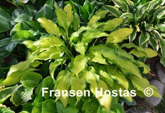 Hosta Pineapple Upsidedown Cake