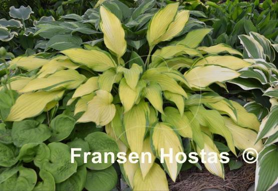 Hosta Pineapple Upsidedown Cake