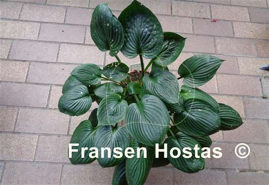 Hosta Pineway Black Cat