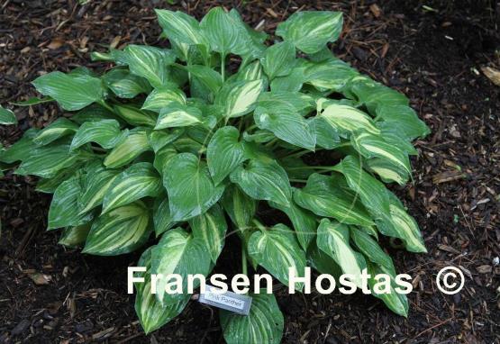 Hosta Pink Panther