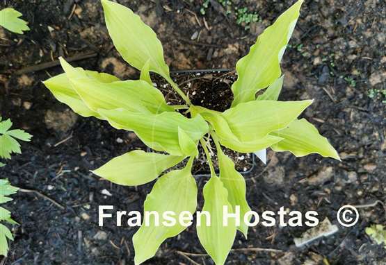 Hosta Piper Cub