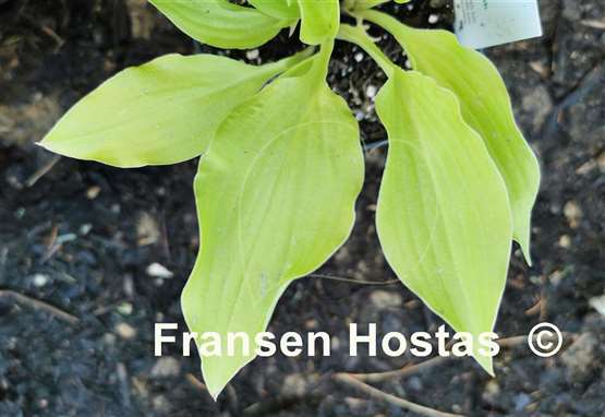 Hosta Piper Cub