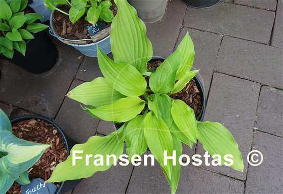Hosta Piper Cub