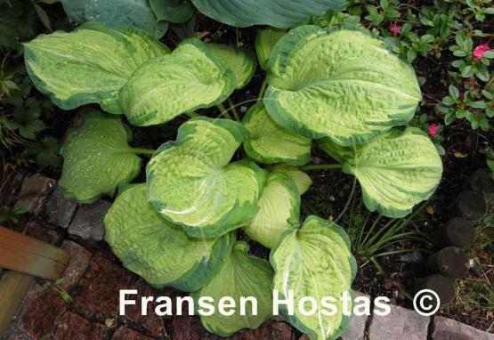 Hosta Pistache 