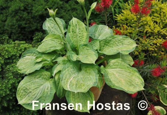 Hosta Pistache 