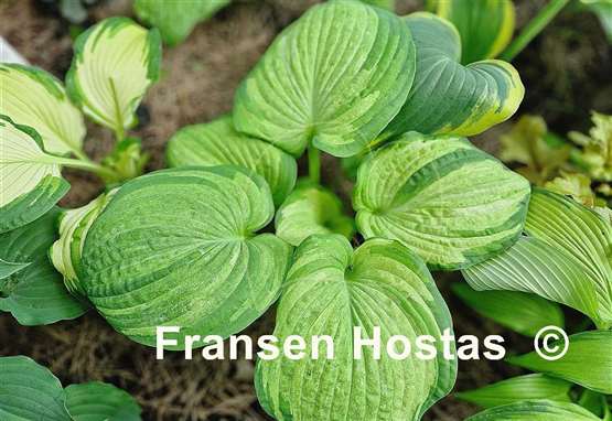 Hosta Pistache 