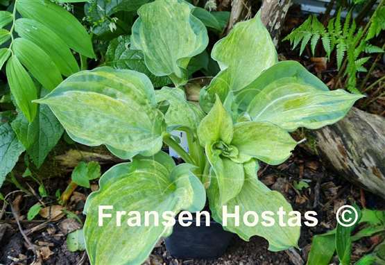 Hosta Pistache 