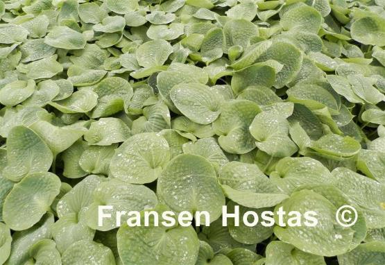 Hosta Pistachio Blueberry Cake