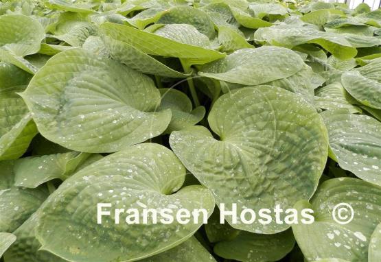 Hosta Pistachio Blueberry Cake