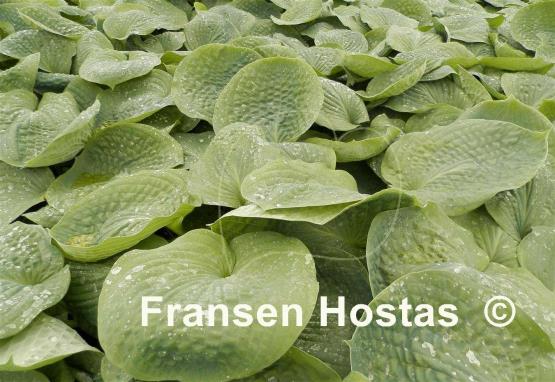 Hosta Pistachio Blueberry Cake