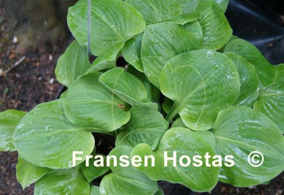 Hosta Pistachio Cream