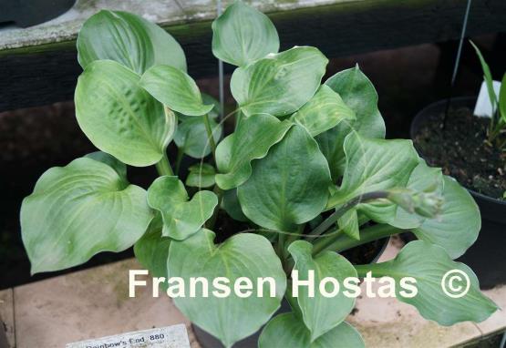 Hosta Pistachio Cream