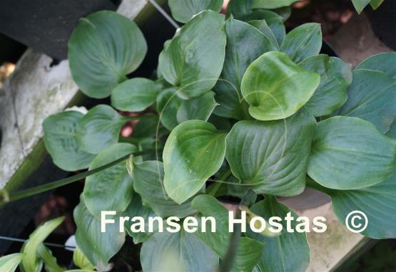 Hosta Pistachio Cream