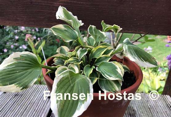 Hosta Pixie Vamp