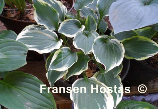 Hosta Pixie Vamp