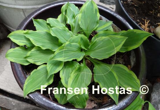 Hosta Pixie Vamp
