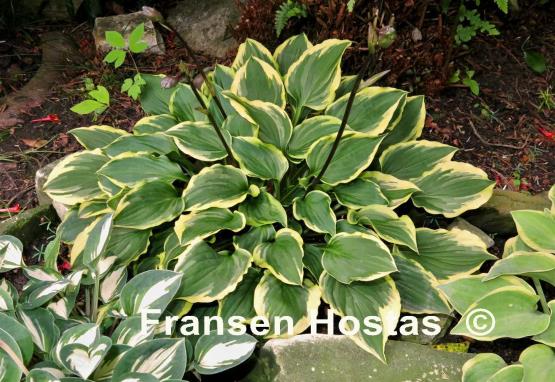 Hosta Pixie Vamp