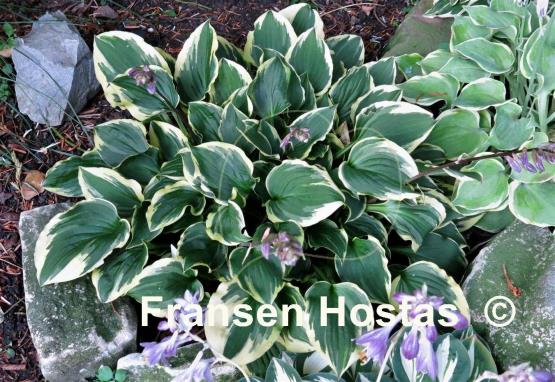 Hosta Pixie Vamp