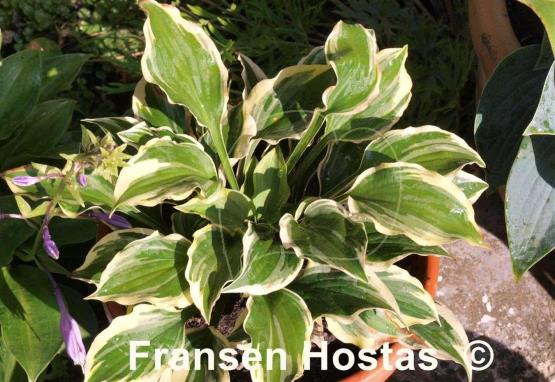 Hosta Pixie Vamp