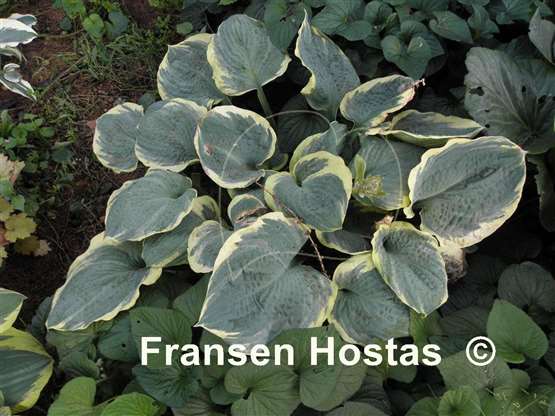 Hosta Pizzazz - Fransen Hostas