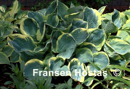 Hosta Pizzazz