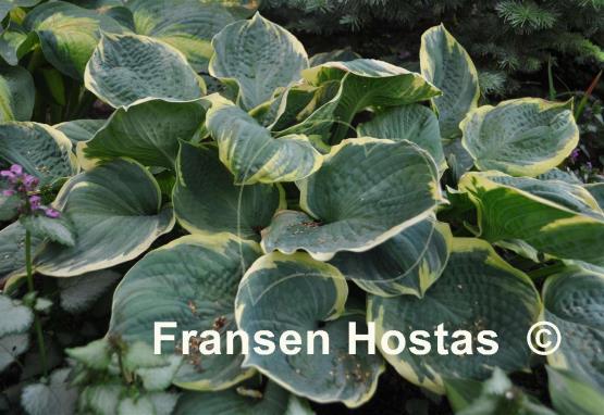 Hosta Pizzazz