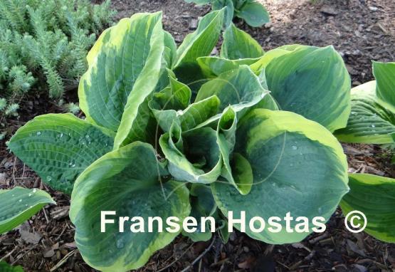 Hosta Pizzazz