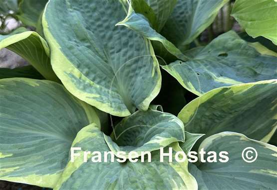 Hosta Pizzazz