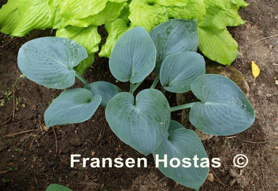 Hosta Planet X