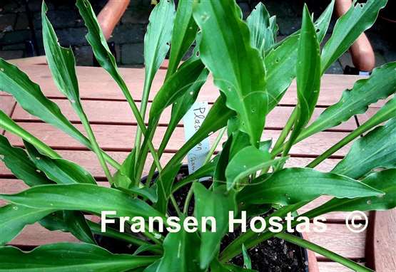 Hosta Plaschken