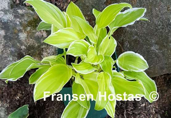 Hosta Platinum Tiara