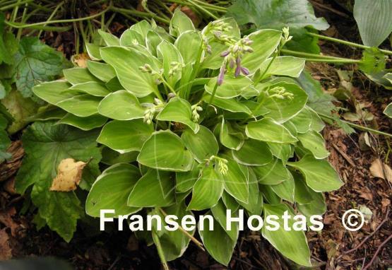 Hosta Platinum Tiara