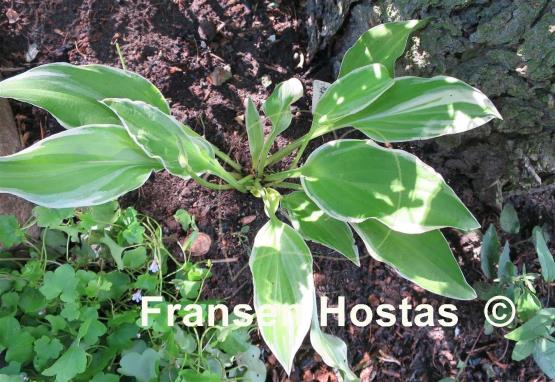 Hosta Platinum Tiara
