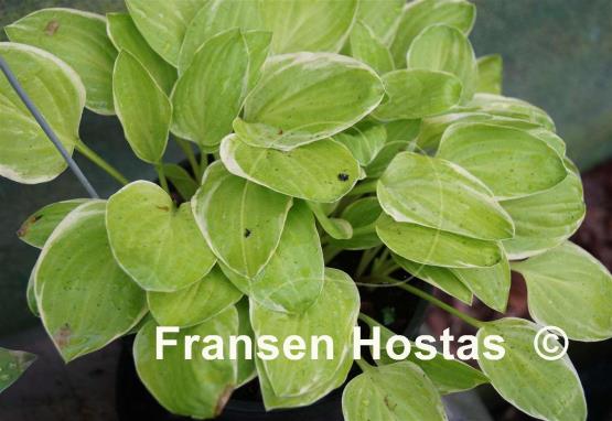 Hosta Platinum Tiara