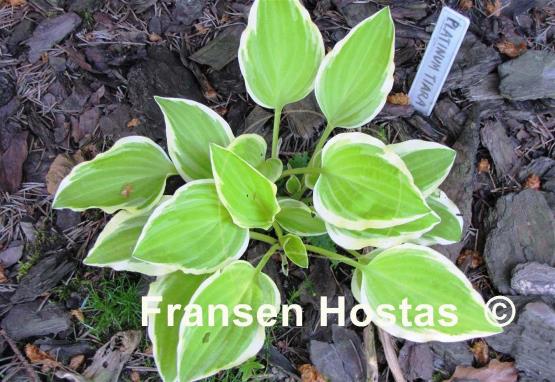Hosta Platinum Tiara