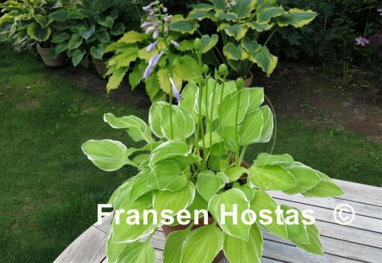 Hosta Platinum Tiara
