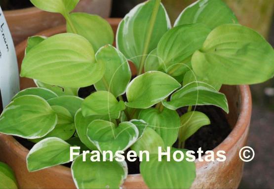 Hosta Platinum Tiara