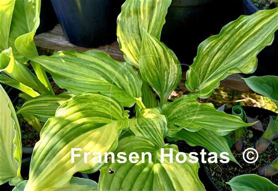 Hosta Play it Again, Sam