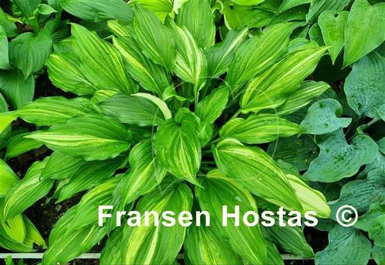 Hosta Play it Again, Sam