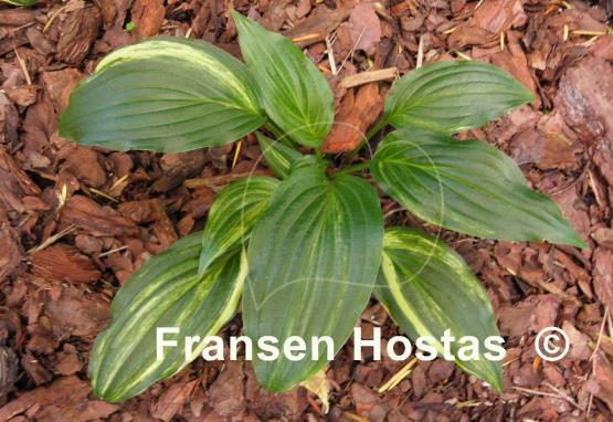 Hosta Play it Again, Sam