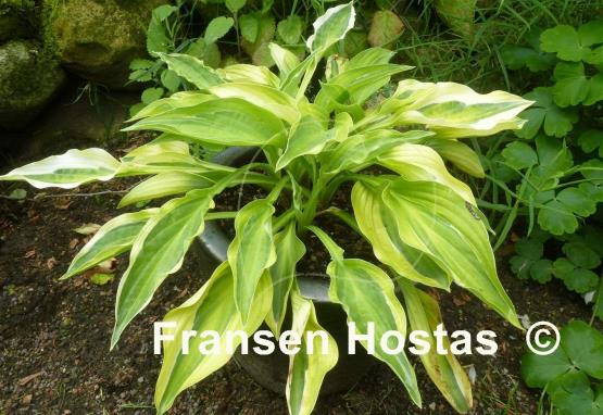 Hosta Playmate