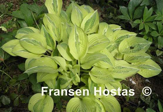 Hosta Playmate