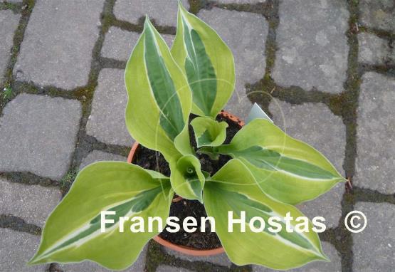 Hosta Playmate