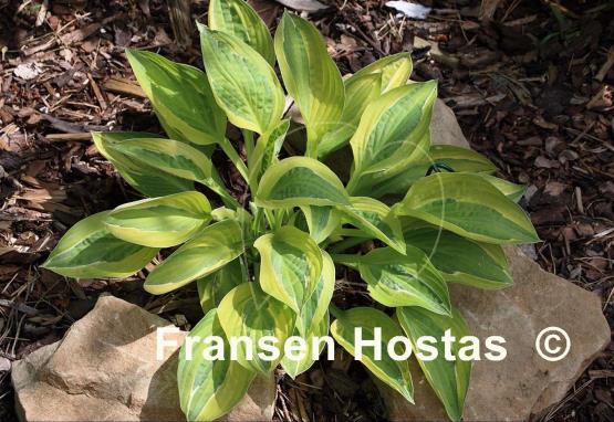 Hosta Playmate